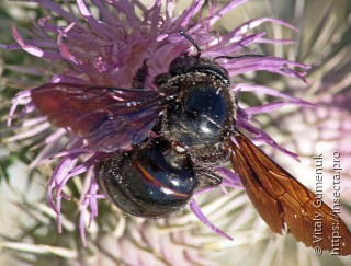 Xylocopa violacea