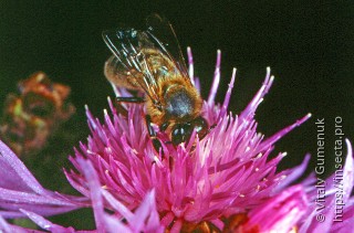 Apidae