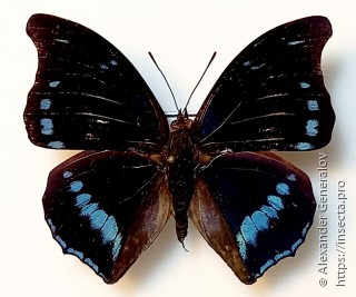 Charaxes mycerina