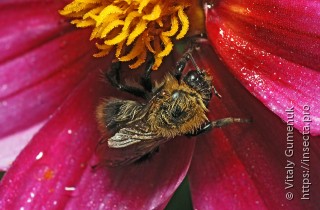 Bombus pascuorum