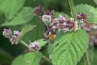 Bombus hypnorum