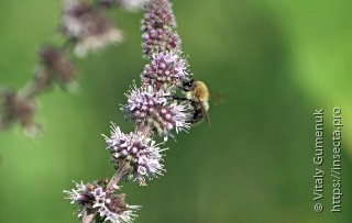 Bombus hypnorum