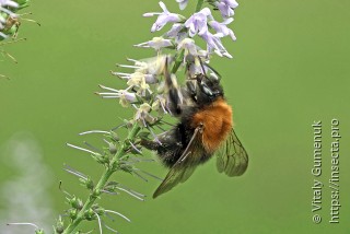 Bombus pascuorum