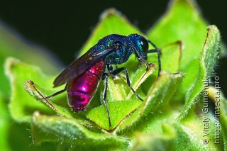 Chrysis fulgida