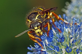 Dolichovespula saxonica