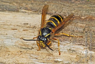 Dolichovespula saxonica