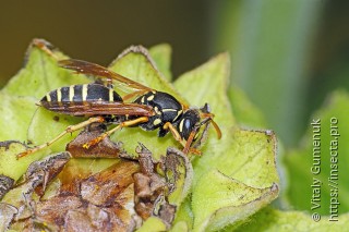 Polistes nimpha