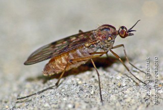 Anisopodidae