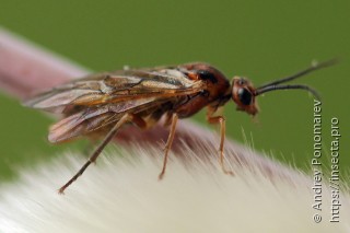 Amauronematus mundus
