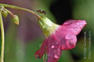 Chloropidae