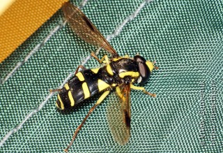 Chrysotoxum festivum