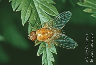 Muscidae