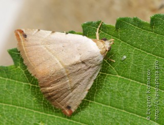 Eublemma pudorina