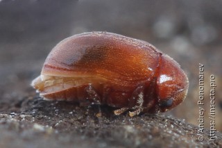 Самец  Dorcatoma dresdensis