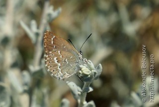 Neolycaena sinensis