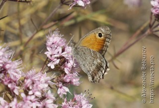 Hyponephele naricina