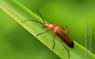 Rhagonycha fulva