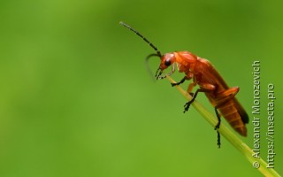 Rhagonycha fulva