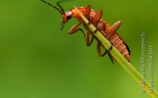 Rhagonycha fulva