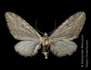 Eupithecia parallelaria