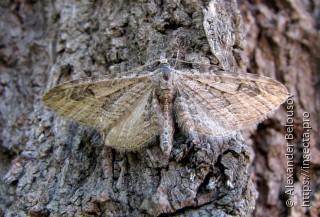 Eupithecia parallelaria