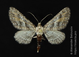Eupithecia vicariata