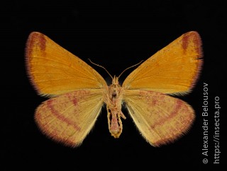 Lythria purpuraria