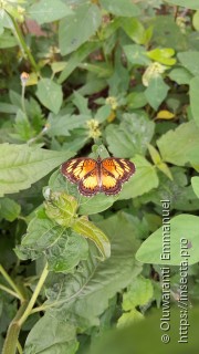 Junonia sophia