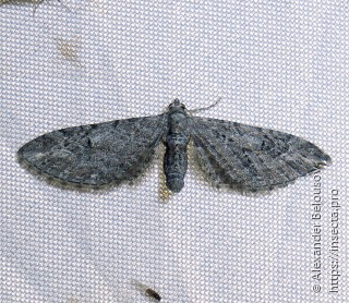 Самка  Eupithecia praesignata