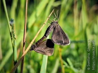 Odezia atrata