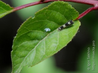 Iphiclides podalirius