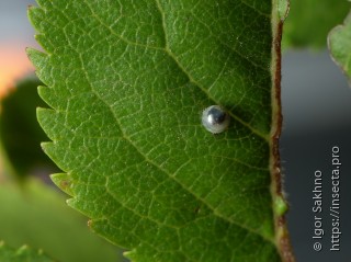 Iphiclides podalirius