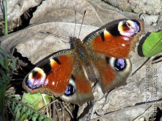 Aglais io