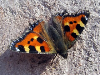 Aglais urticae