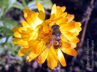 Eristalis tenax