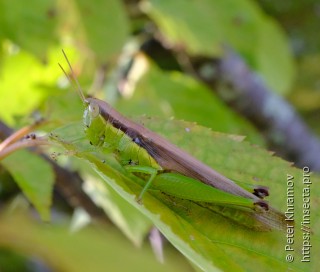 Orthoptera