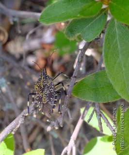 Hemiptera