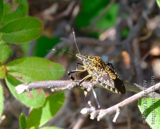 Hemiptera