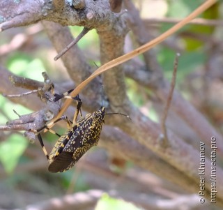 Hemiptera