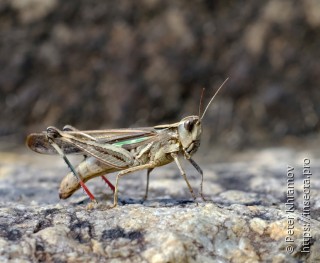 Orthoptera