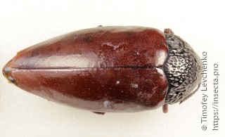 Sternocera chrysis