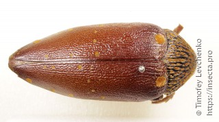 Sternocera castanea