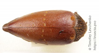 Sternocera castanea