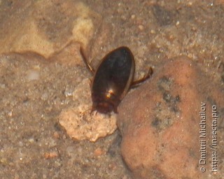 Hydaticus seminiger