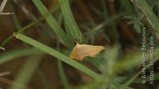 Ochodontia adustaria