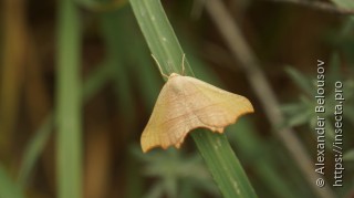 Ochodontia adustaria