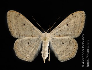 Scopula beckeraria