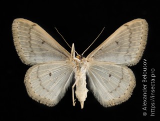 Scopula beckeraria