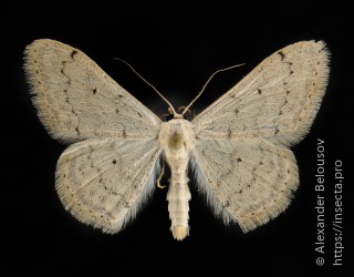 Scopula beckeraria