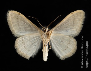 Scopula beckeraria